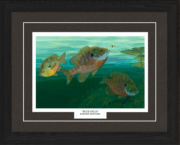 Blue Gills
