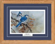 Blue Jay