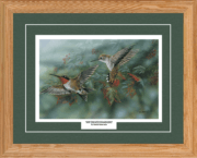 Ruby Throated Hummingbird