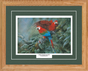 f-green-winged-macaws