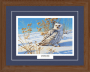 Snowy Owl